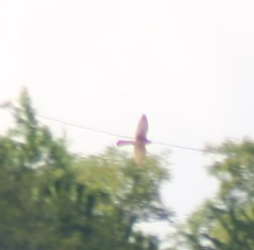 Un aiutino per questa rapace...